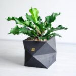 گلدان آپارتمانی آنتوریوم موج عشق با گلدان سرامیکی