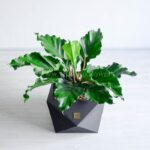 گلدان آپارتمانی آنتوریوم موج عشق با گلدان سرامیکی سه بعدی