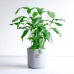 اسپاتی فیلوم بزرگ برای فضای بزرگ مناسب است.