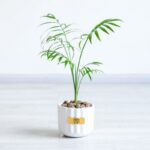 گیاه شفلرا با گلدان سفید یک هدیه سازمانی مناسب است.