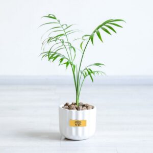 گیاه شفلرا با گلدان سفید یک هدیه سازمانی مناسب است.