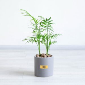 گیاه شامادورا با گلدان طوسی برای سازمان مناسب است.