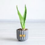 انتخاب سانسوریا با گلدان طوسی به عنوان هدیه عالی است.