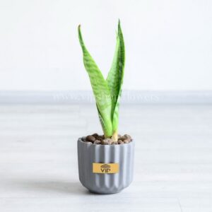 انتخاب سانسوریا با گلدان طوسی به عنوان هدیه عالی است.