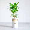 کروتون برگ بلوطی یا پنجه کلاغی
