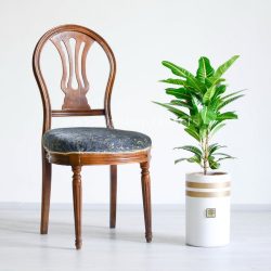 کروتون برگ بلوطی یا پنجه کلاغی