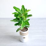 کروتون برگ بلوطی یا پنجه کلاغی