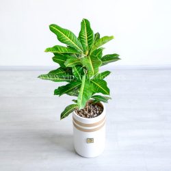 کروتون برگ بلوطی یا پنجه کلاغی