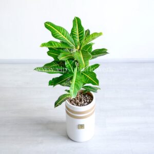 کروتون برگ بلوطی یا پنجه کلاغی