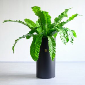 خرید گیاه آپارتمانی فرن