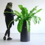 گیاه آپارتمانی فرن