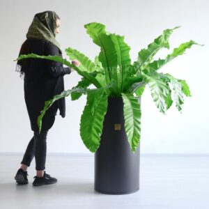 گیاه آپارتمانی فرن