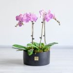 گلدان ارکیده صورتی رگه دار 4 شاخه زیبا و خاص است.