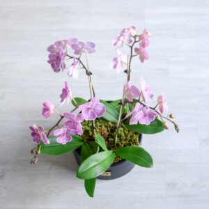 ارکیده صورتی رگه دار 4 شاخه از نمای بالا جالب است.