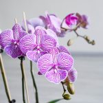 ارکیده صورتی رگه دار 4 شاخه زیبا است.