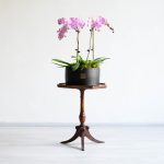 ارکیده صورتی رگه دار 4 شاخه برای خانه مناسب است.