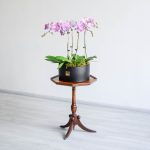 ارکیده صورتی رگه دار 4 شاخه، روی میز می‌درخشد.