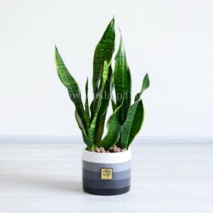 سانسوریا سبز راه راه هدیه سازمانی با ارزشی است.