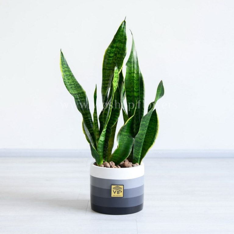 سانسوریا سبز راه راه هدیه سازمانی با ارزشی است.