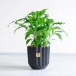 گلدان اسپاتی فیلوم متوسط بسیار زیبا است.