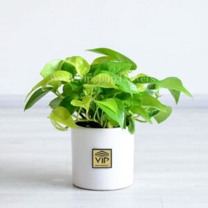 پتوس نئون گیاهی زیبا و سرزنده است.