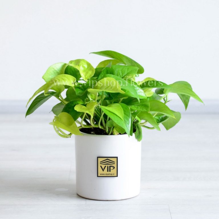 پتوس نئون گیاهی زیبا و سرزنده است.