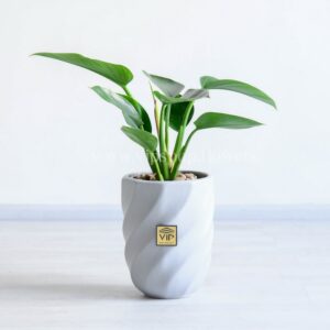 فیلودندرون برکین سبز