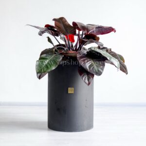 فیلودندرون امپریال قرمز با گلدان بتونی سبک بسیار زیباست.