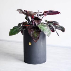 فیلودندرون امپریال قرمز با گلدان بتونی سبک خاص است.