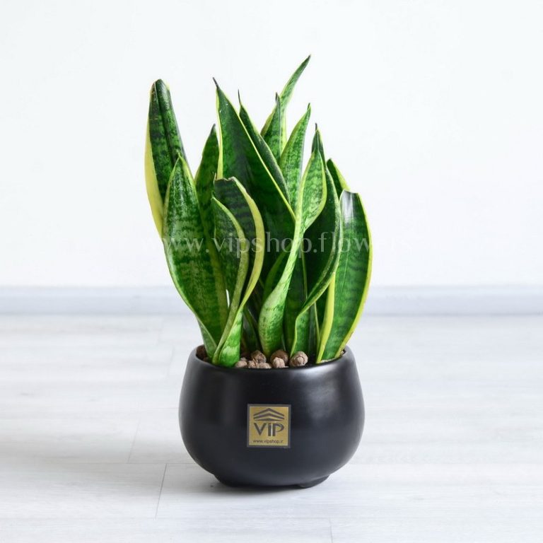 هدیه سازمانی سانسوریا ابلق گلدان گرد مشکی مجلل است.