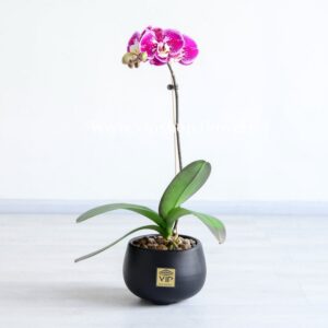 گلدان آپارتمانی ارکیده بنفش خالدار