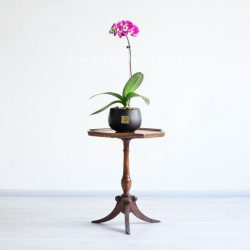 ارکیده بنفش خالدار روی میز
