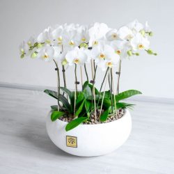 گلدان ارکیده 10 شاخه - 2