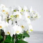 گلدان ارکیده 20 شاخه - Image 3
