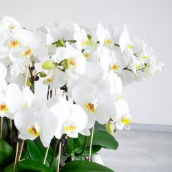گلدان ارکیده 10 شاخه - 3