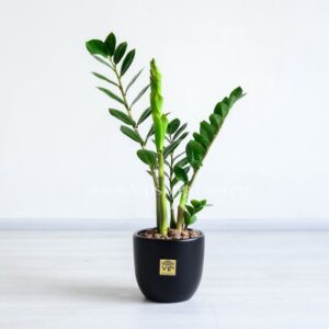 زاموفیلیا یک هدیه سازمانی فاخر است.