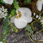 گل ارکیده در باکس گل 277 می‌درخشد.