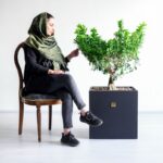 بونسای جنسینگ با سایز بزرگ در کنار صندلی