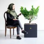 بونسای جنسینگ با سایز بزرگ در کنار صندلی