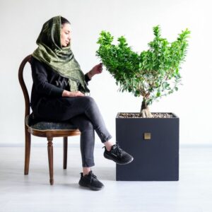 بونسای جنسینگ با سایز بزرگ در کنار صندلی