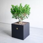 بونسای جنسینگ با سایز بزرگ از زاویه دیگر