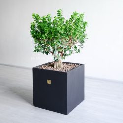 بونسای جنسینگ با سایز بزرگ از زاویه دیگر