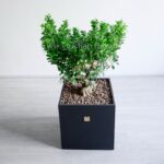 بونسای جنسینگ با سایز بزرگ از زاویه بالا