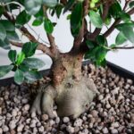 بدنه بونسای جنسینگ با سایز بزرگ