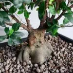بدنه بونسای جنسینگ با سایز بزرگ