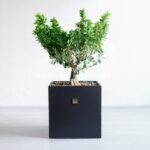 بونسای جنسینگ وری با سایز بزرگ