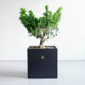 بونسای جنسینگ وری با سایز بزرگ