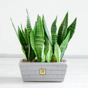 خرید باکس بتونی سانسوریا سبز