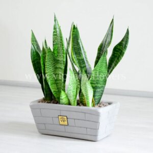 باکس بتونی سانسوریا سبز از زاویه دیگر