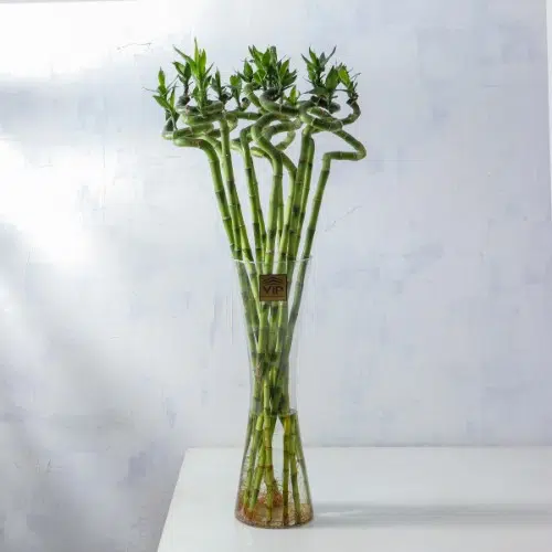 در شهر ارومیه میتوان خرید گل آپارتمانی انجام دهید